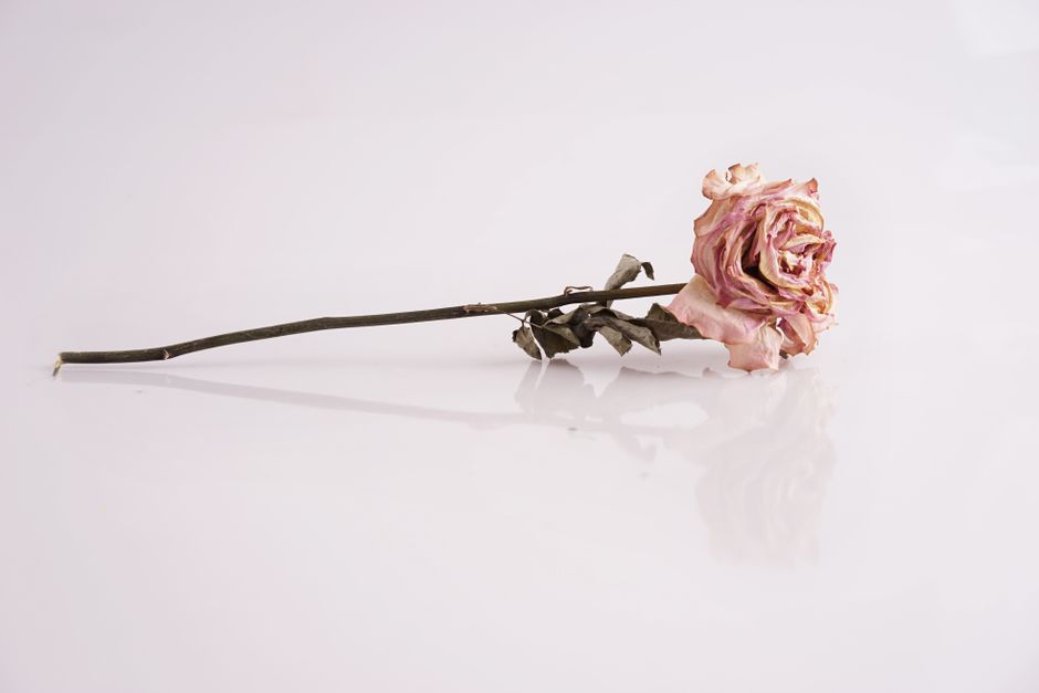 A withered pink rose lies on a smooth, white surface, its petals wilted and browning at the edges. The long, slender stem is darkened and slightly twisted, with dried, shriveled leaves clinging to it.