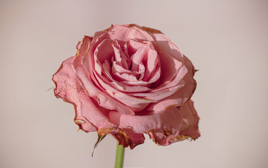 A close-up image of a single pink rose with slightly withered, velvety petals that have brownish edges, indicating signs of wilting. The rose is arranged in a natural, open bloom, with a few petals cu