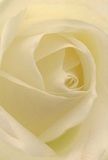 This intimate portrait draws you deep into the heart of a Pimlico rose, its creamy-white petals tenderly unfurling in a perfect spiral that invites you to experience its whisper-soft texture. Carefully arranged by a local florist familiar with the gentle pace of Pimlico mornings, each petal conveys not only a visual sense of purity, but also evokes the feather-light touch of dew nestled at dawn along St George's Square. Subtle shadows curl between layers, lending the bloom an aura of quiet depth and a soft, serene luminosity reminiscent of peaceful community moments. The atmosphere captured is one of solace and new beginnings-whether comforting a neighbour, celebrating a milestone, or offering admiration with understated elegance. This rose, with its almost translucent outer petals and sweet, subtle fragrance, is more than just a floral gesture-it is a carefully crafted symbol of respect, memory, and artistry, ready to bring gentle beauty to homes and gatherings throughout SW1. The close perspective honours both the flower and the hands that assembled it, offering a storytelling moment rooted in Pimlico's unique character and heartfelt traditions.